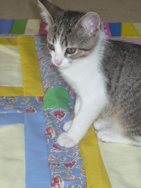 Zaczony obrazek
