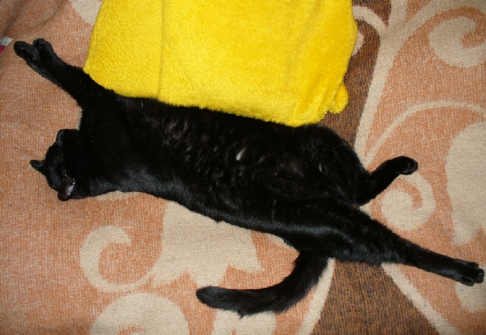 Zaczony obrazek