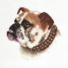 buldog.jpg