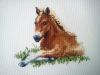 konik~2.jpg