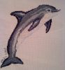 delfin1.jpg