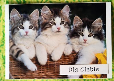 Kliknij aby zobaczy peny rozmiar